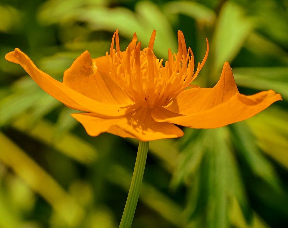 Купальница