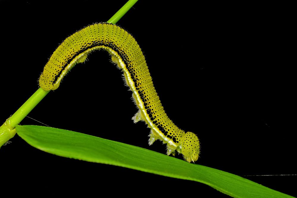 Photograph by ARUNAVA DEY