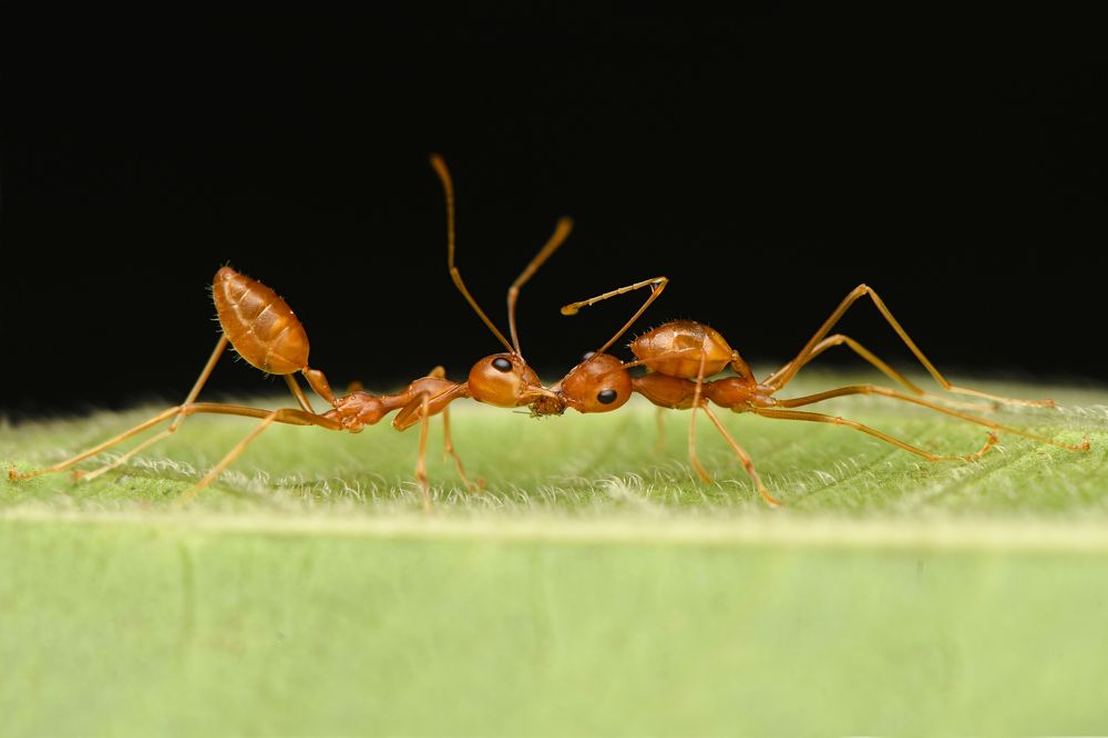 Two Weaver ants fighting for one small Mealybug