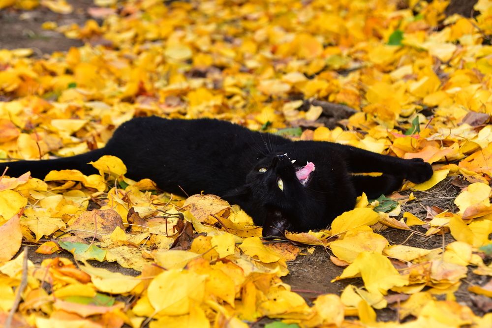 Photograph by Светлана Ивановна