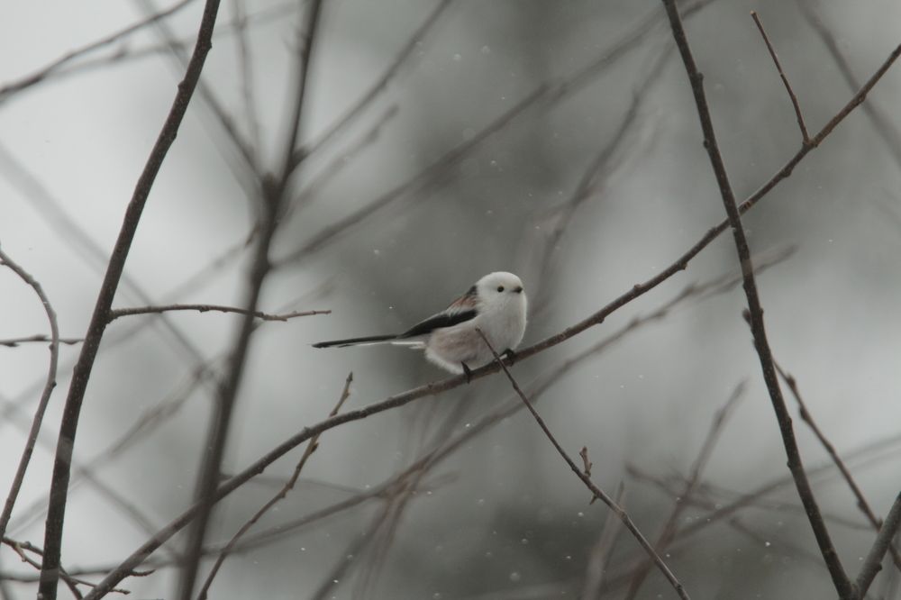 Photograph by Елизавета Цемко