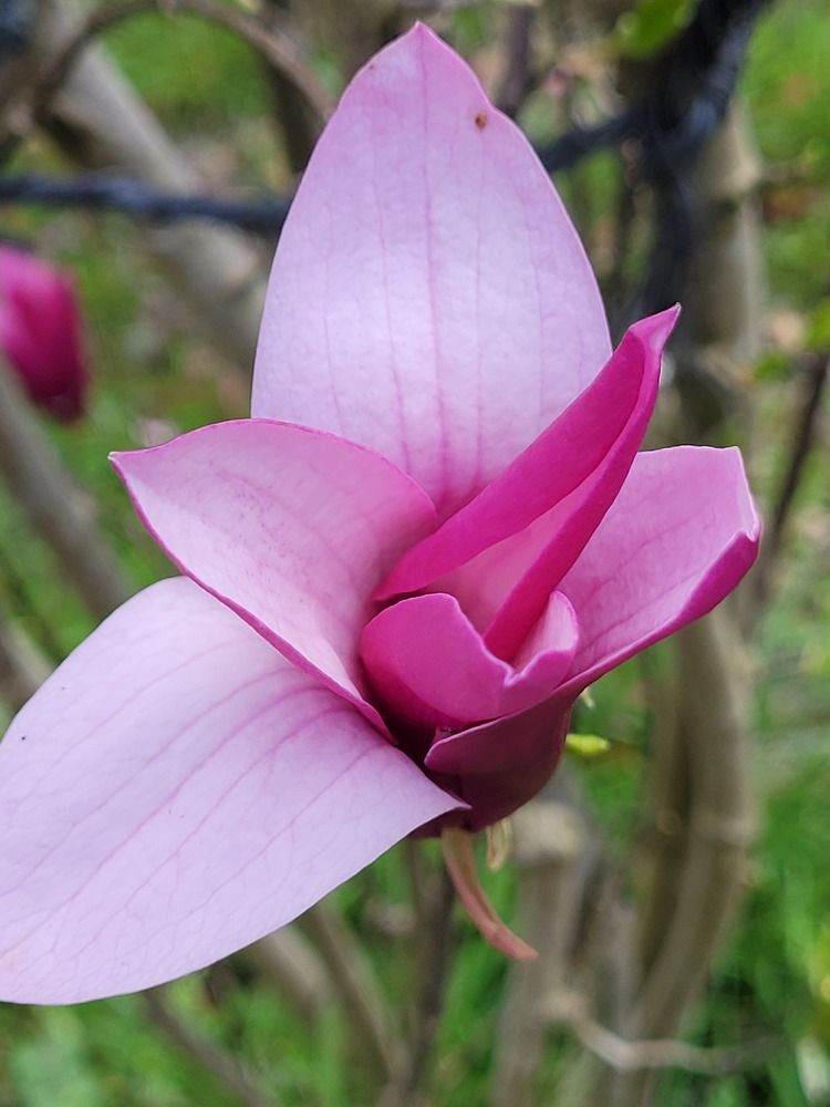 Photograph by Rahele Almassi