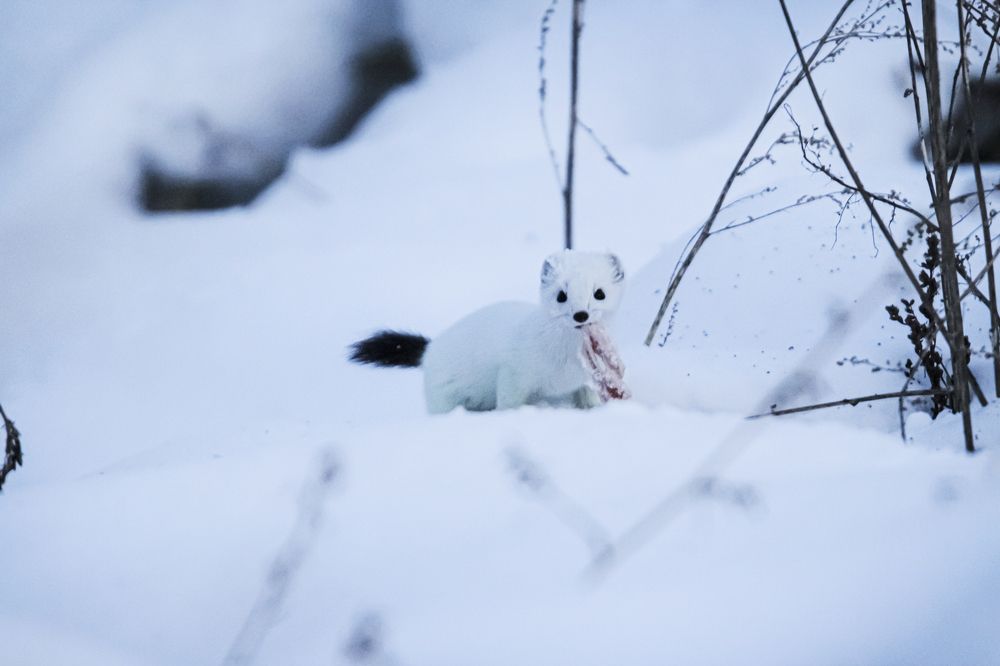 Photograph by Елизавета Цемко