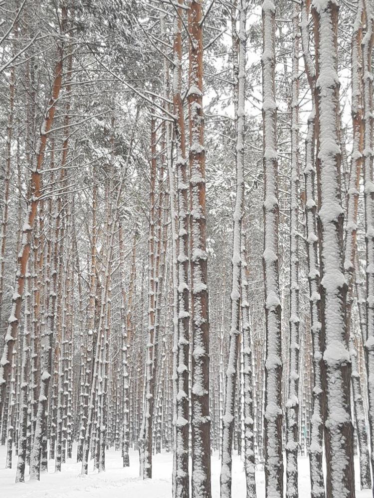 Фотография автора Наталья Шендяпина