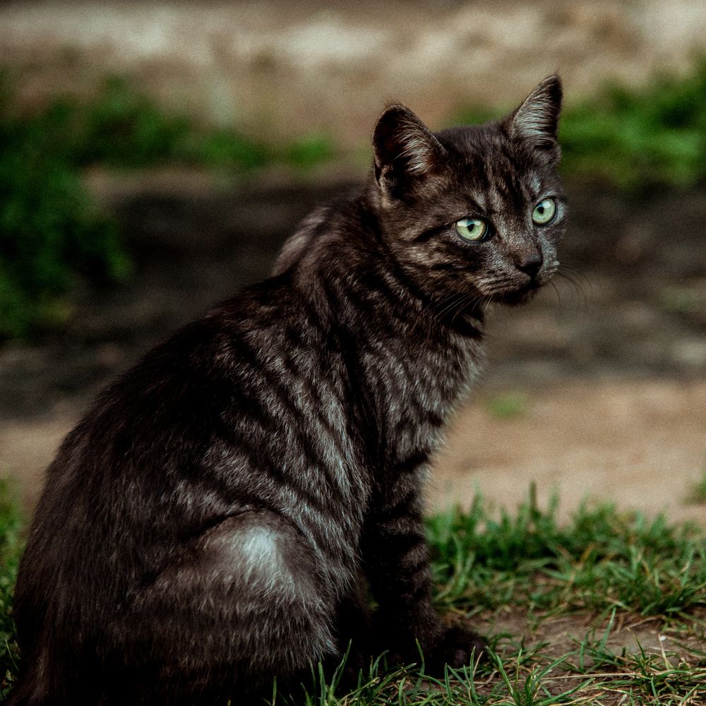 Фотография автора Елизавета Ковалева