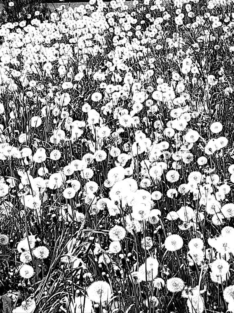 Фотография автора Наталья Шендяпина