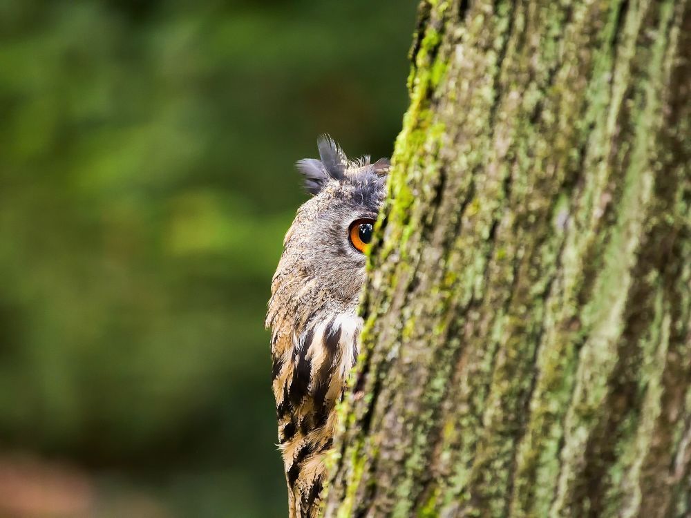 Фотография автора Jaroslav Hanzalík