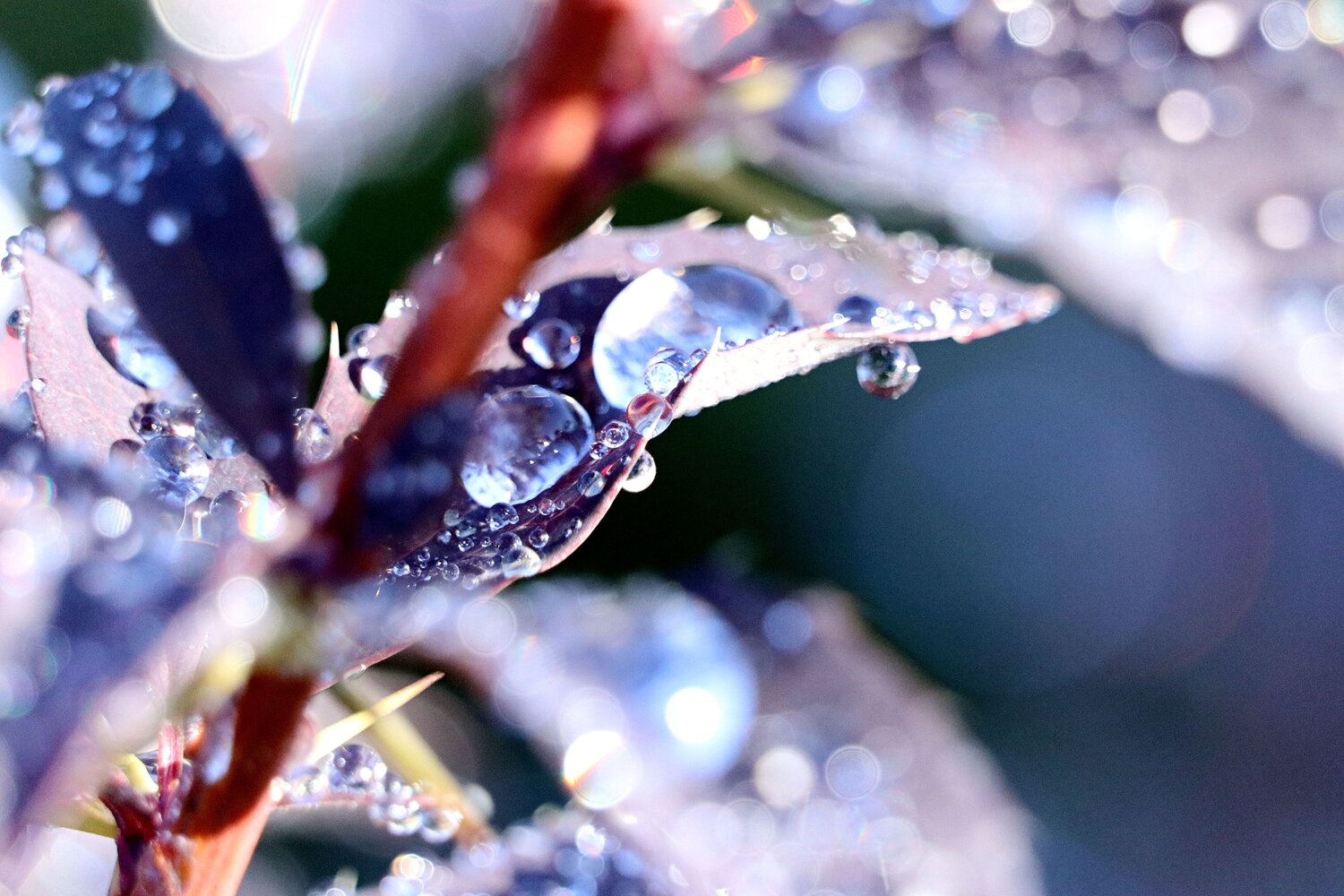 Photo #9567942