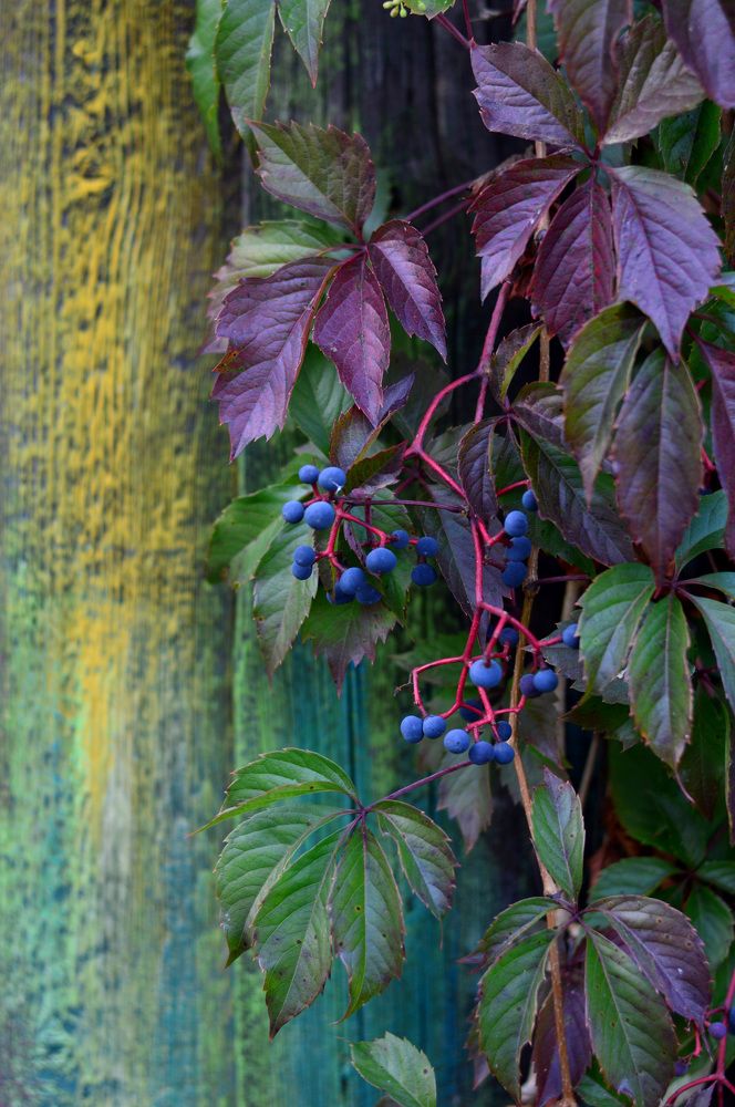 Фотография автора Гаврилова Мария