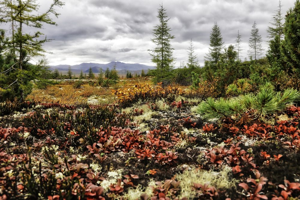 Фотография автора Leonid Golubkov