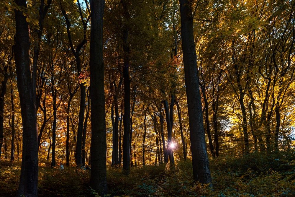 Фотография автора Наталья Старикова