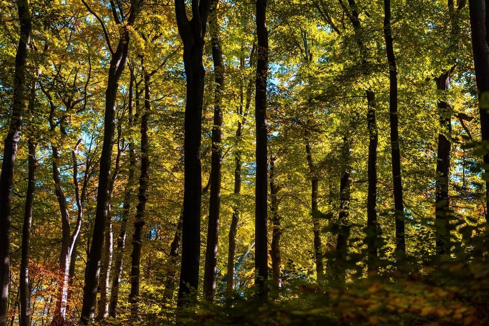 Фотография автора Наталья Старикова