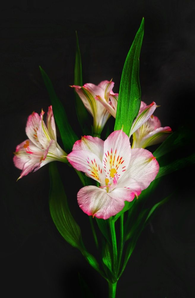 Photograph by Olga Asson