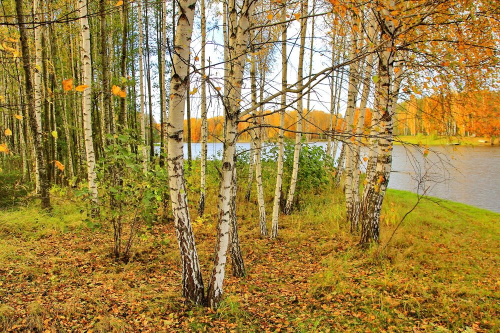 Золотая осень в Барсуках
