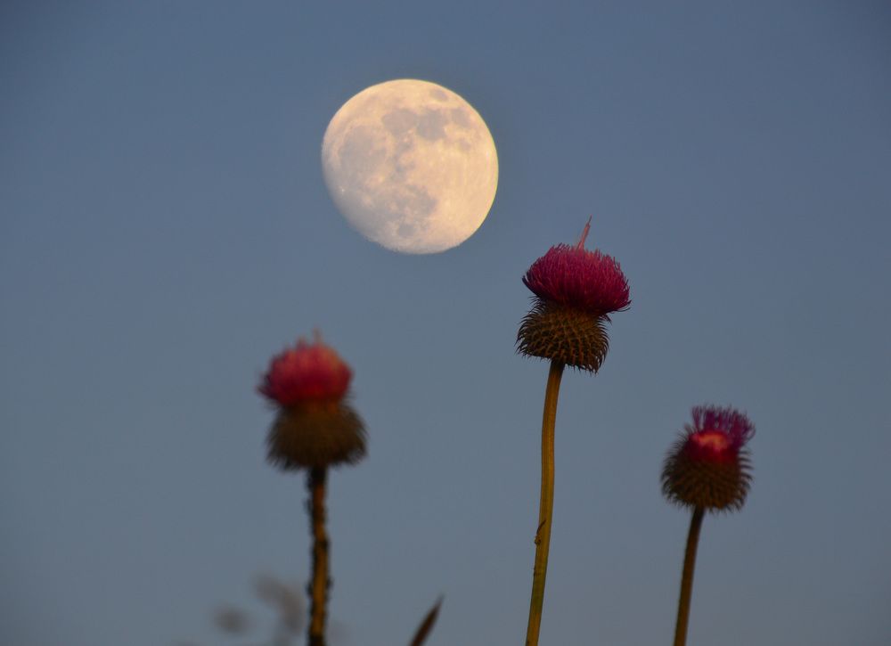Фотография автора Гаврилова Мария