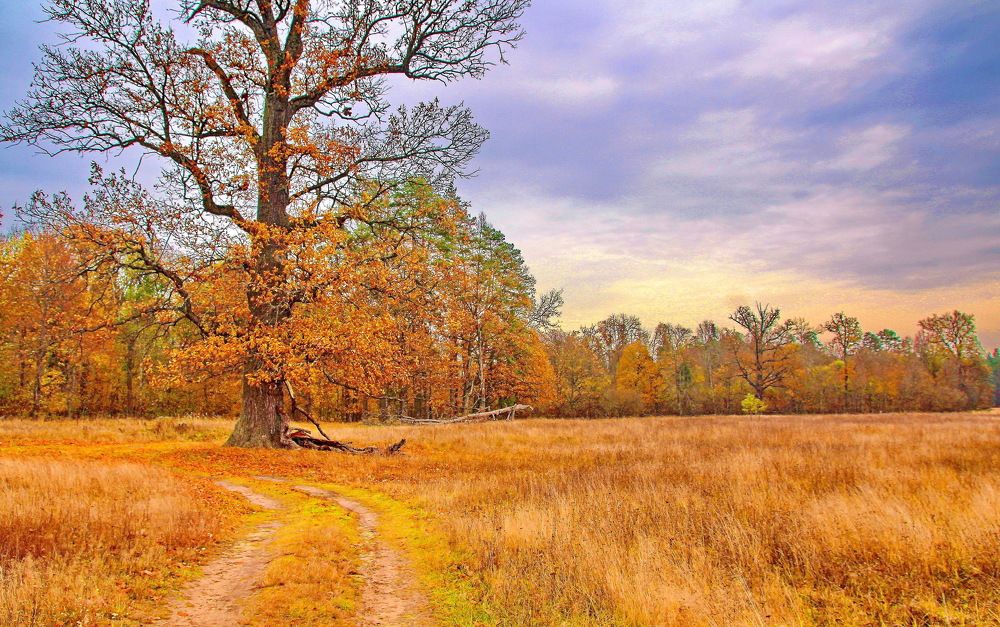 Вековой дуб на опушке леса