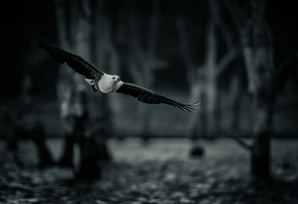 Its a kinfishers day