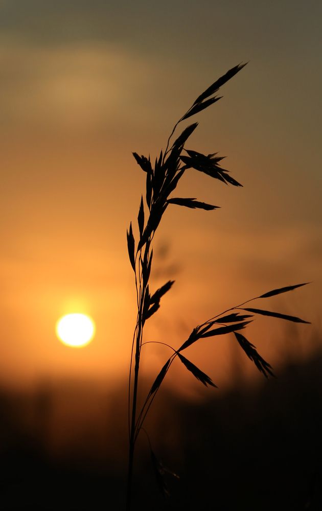 Photograph by Andrey Pristyazhnyuk
