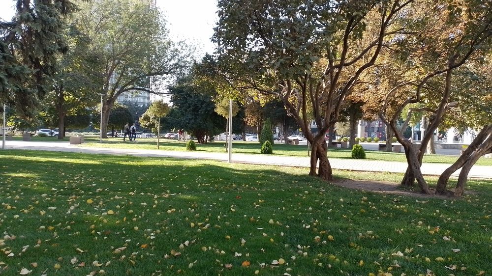 Желтые листья на зеленом газоне. Осень пришла в Ростов-на-Дону.