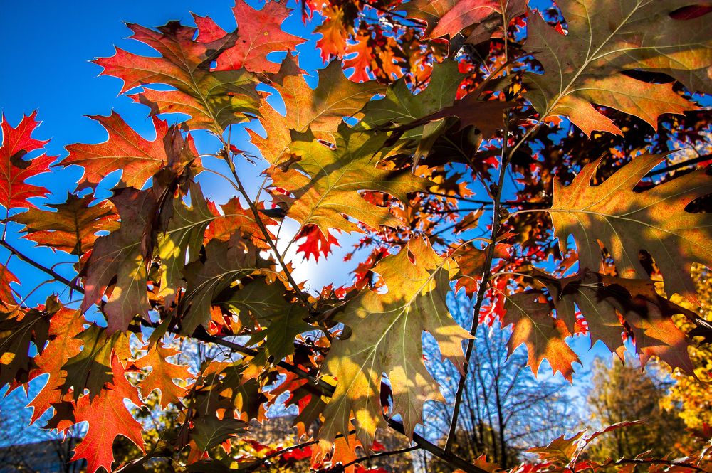 Оранжевый цвет - 13