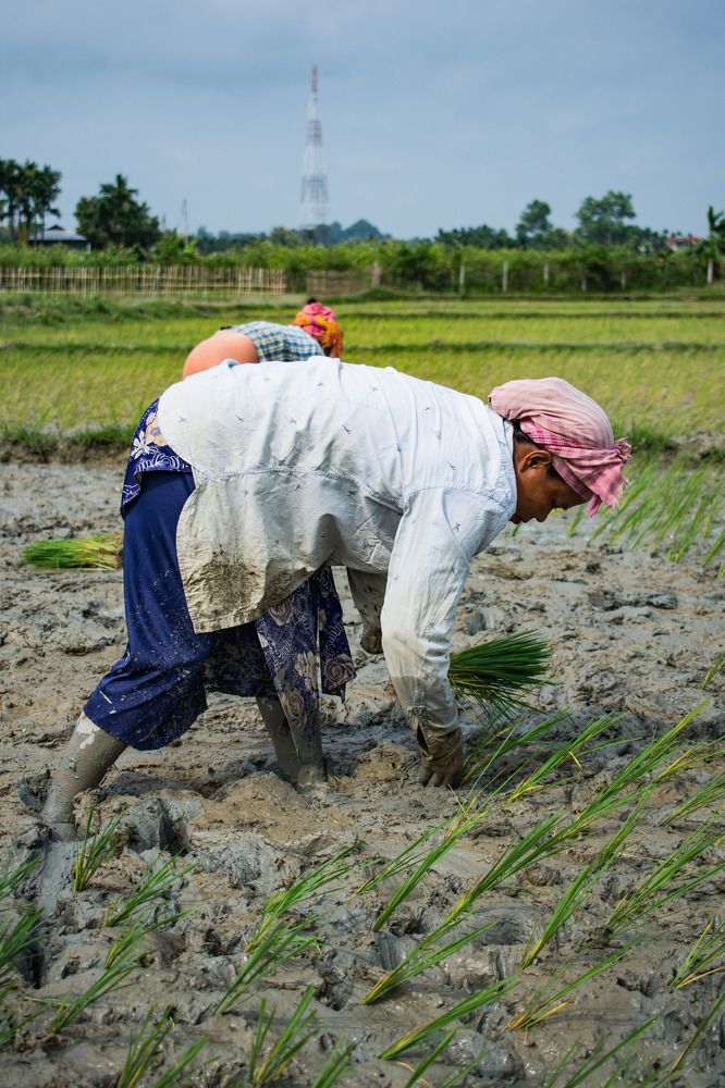 Фотография автора Dipayan Debbarma