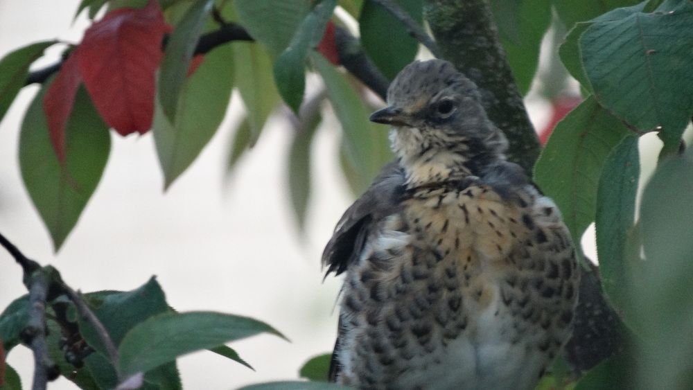 Photograph by Светлана Выдрова