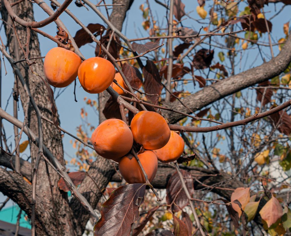 Photograph by Сергей Христинич