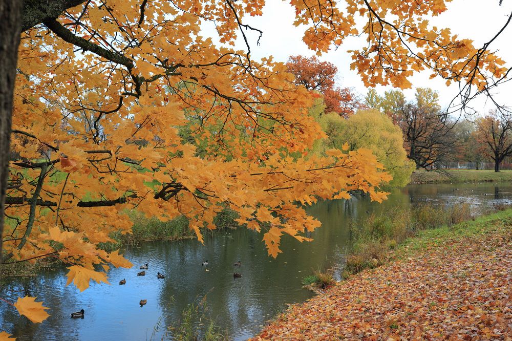 Photograph by Владимир Грибков