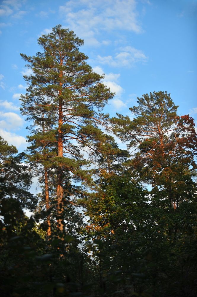 Photograph by Алексей Козлов