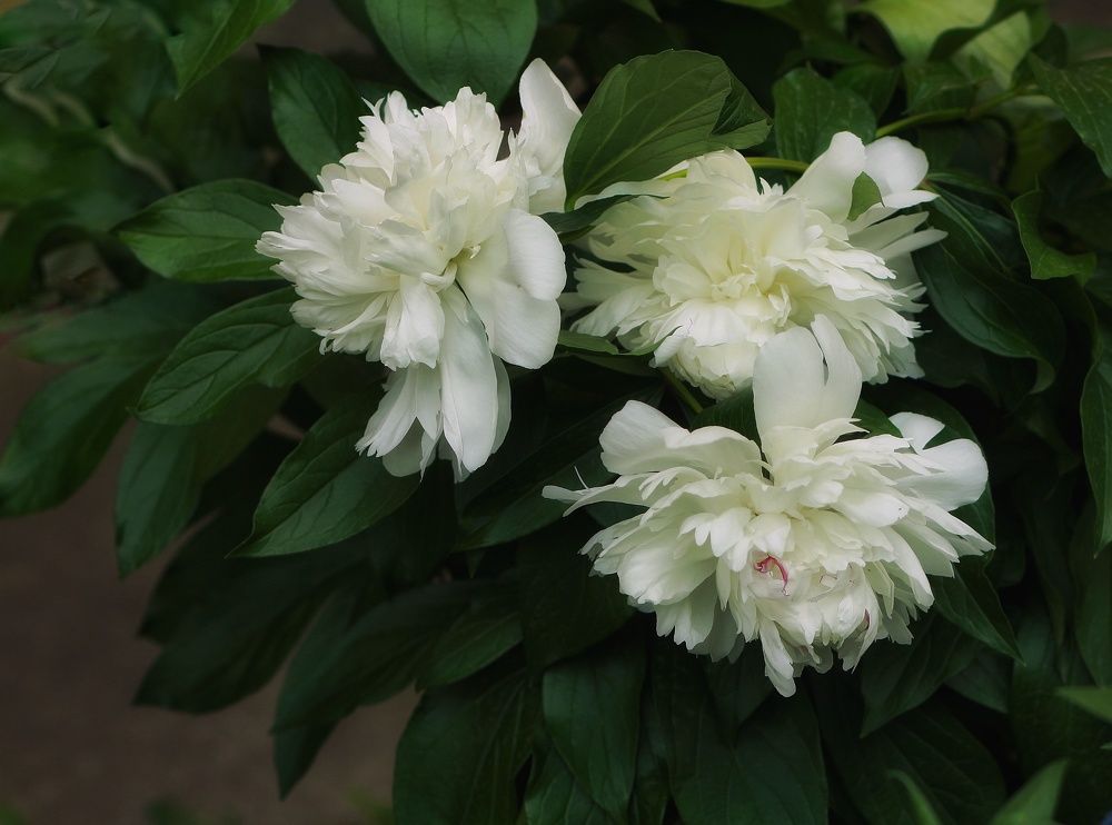 Photograph by Инга Сабанова