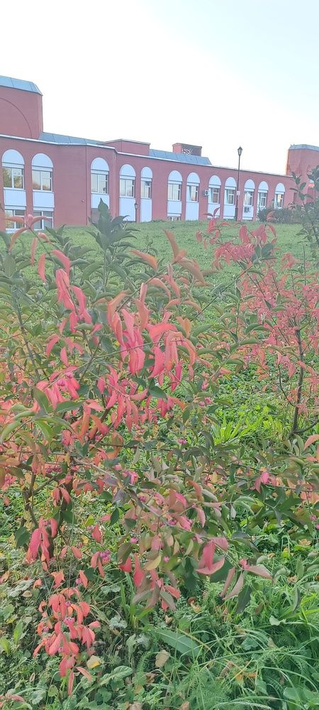 Раскрашенная листва)