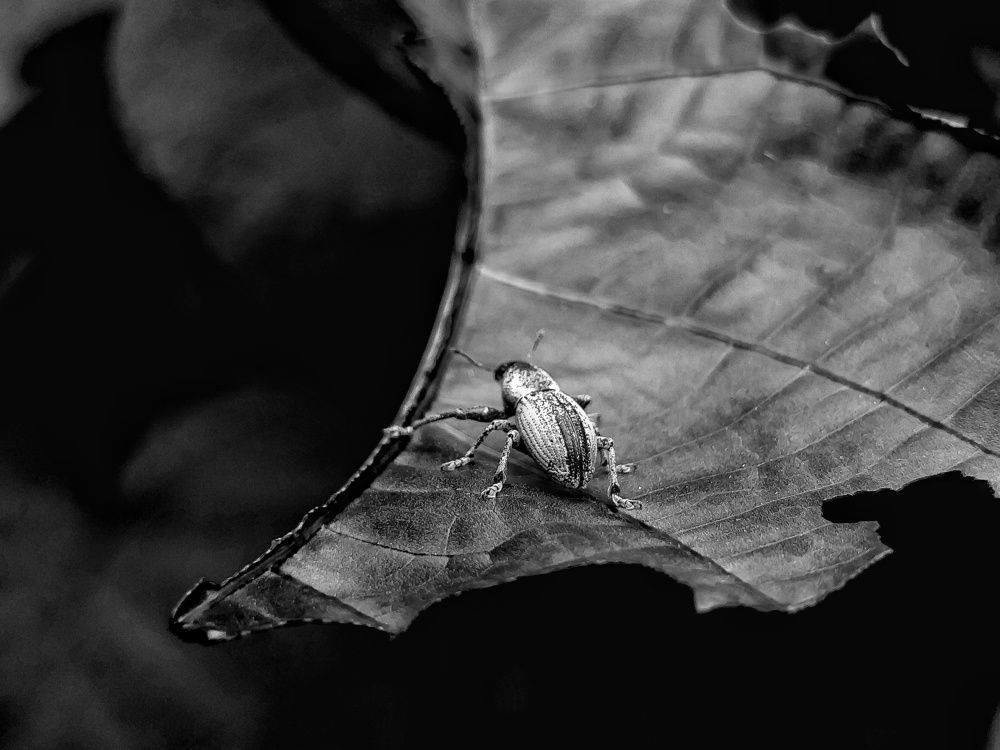 Photograph by Jaspreet Singh