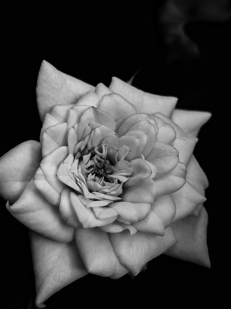 Photograph by Jaspreet Singh