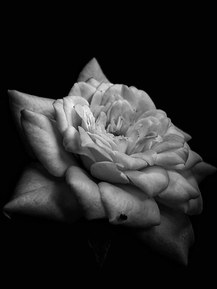 Photograph by Jaspreet Singh