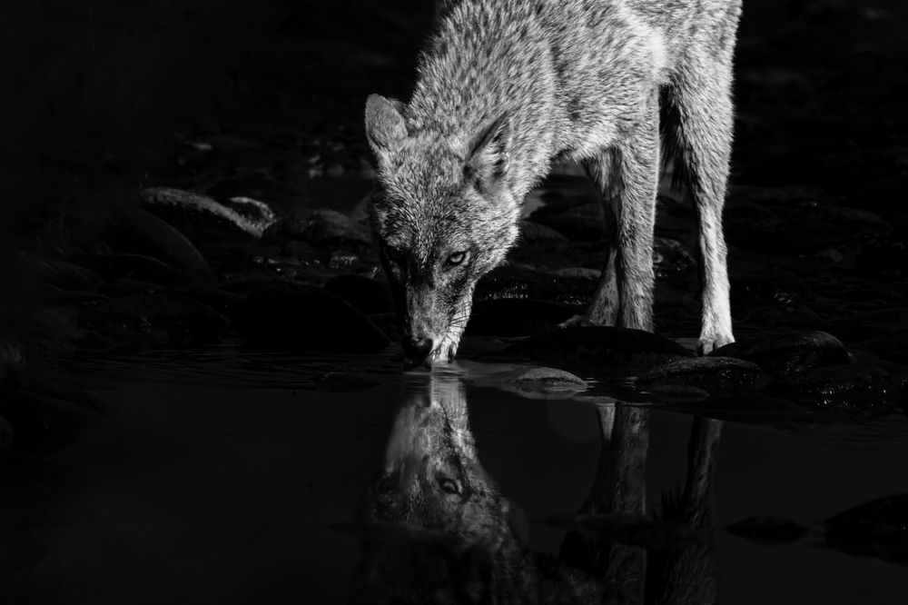 Photograph by Siddhartha Roy Choudhury