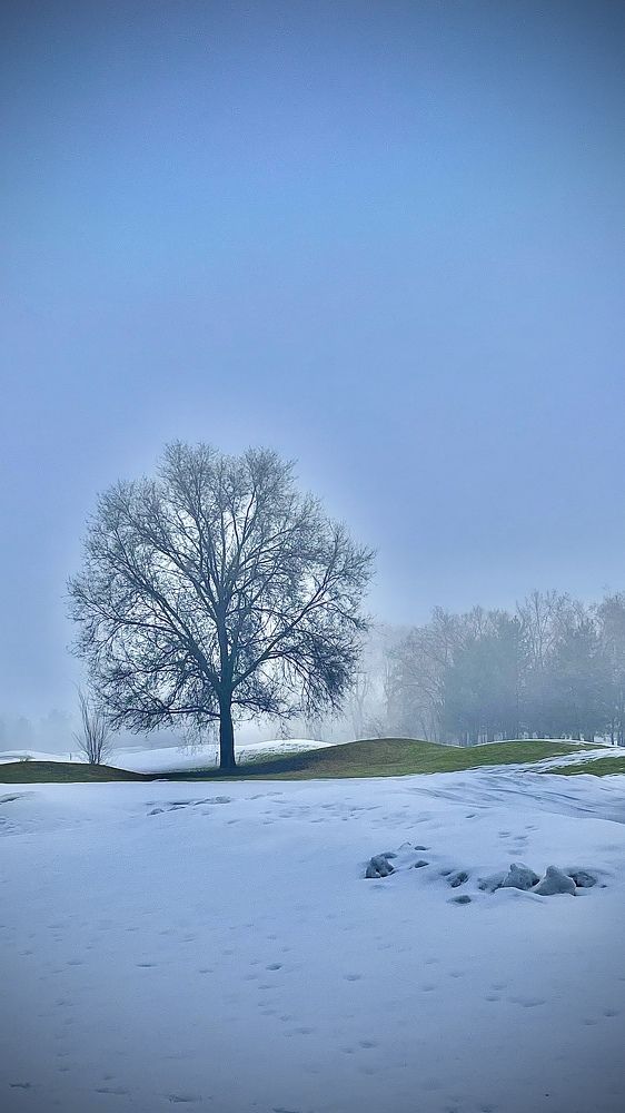 Одинокое дерево в тумане зимой