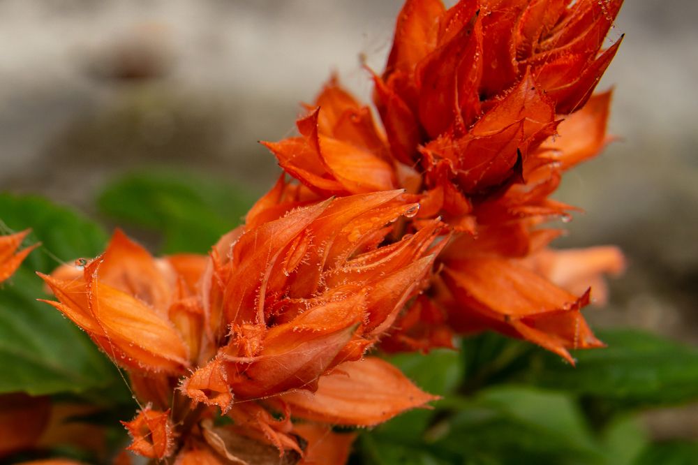 Фотография автора savitri Rawat