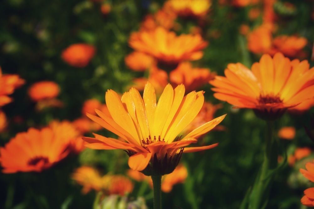 Photograph by Наталья Светлова