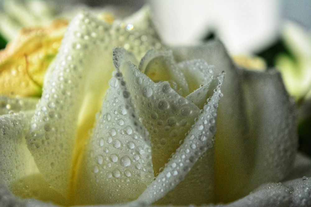 Photograph by Наталья Светлова