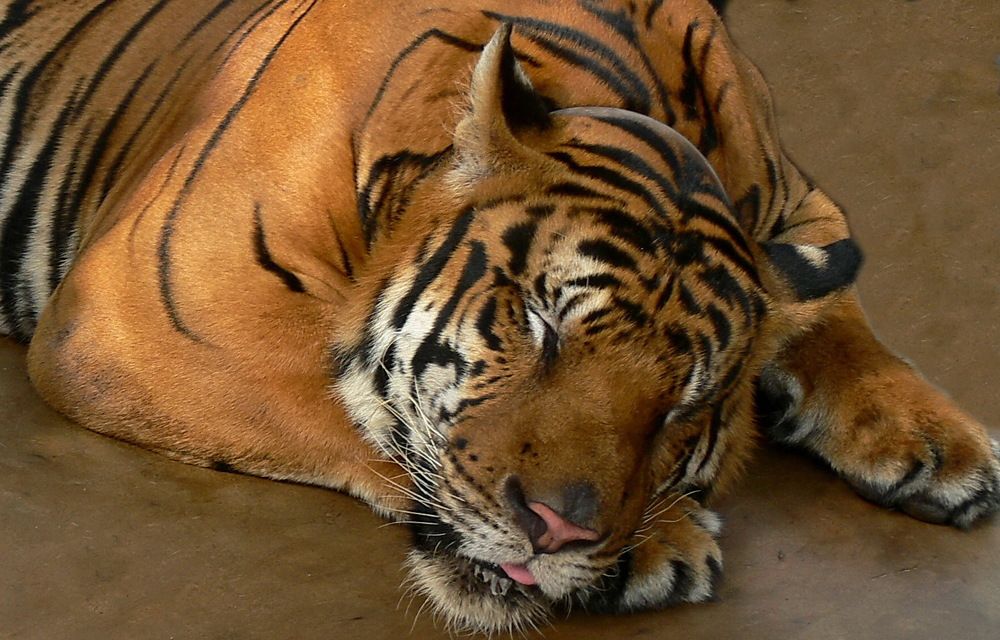 Фотография автора Анатолий Дауров