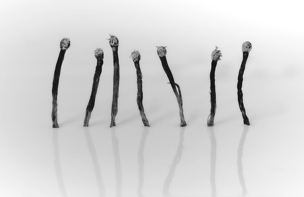 Photograph by Boris Bekelman