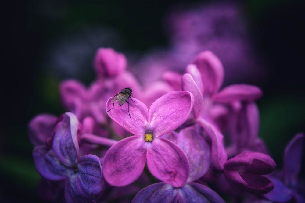 Photograph by Наталья Светлова