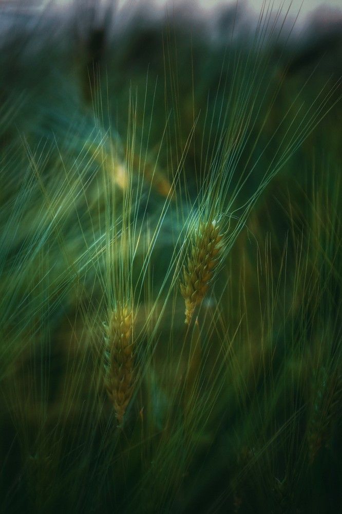 Photograph by 