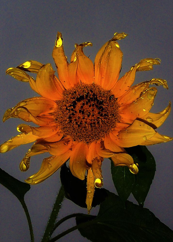 После дождя на закате