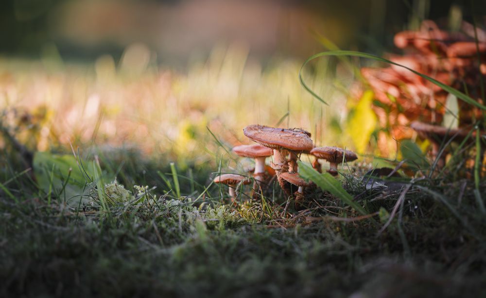 Photograph by Зеленько Дмитрий