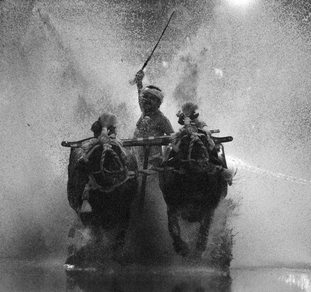 Kambala