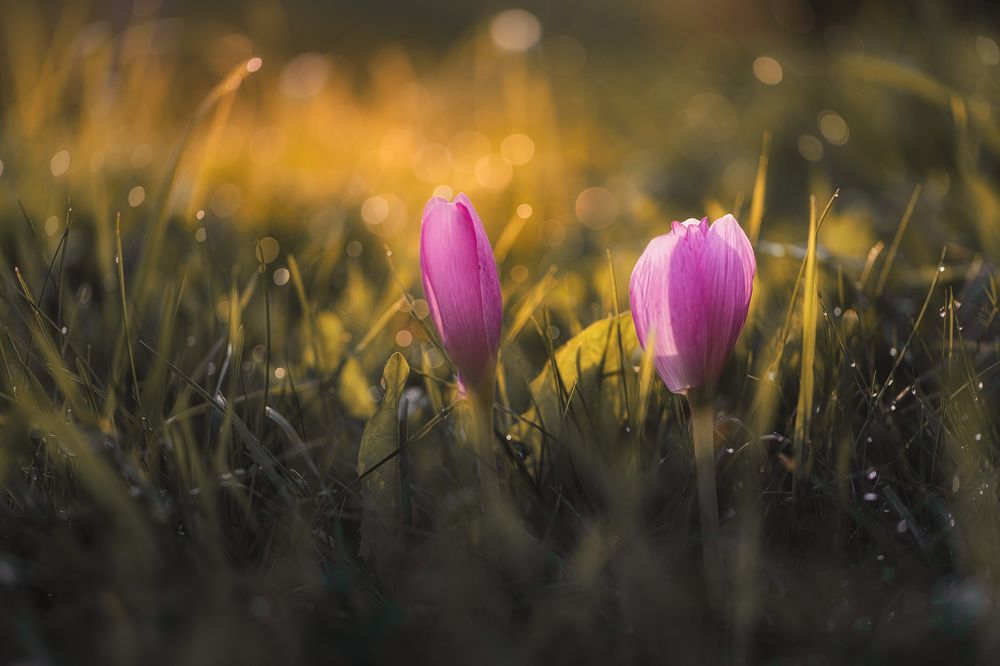 Осенние фантазии...