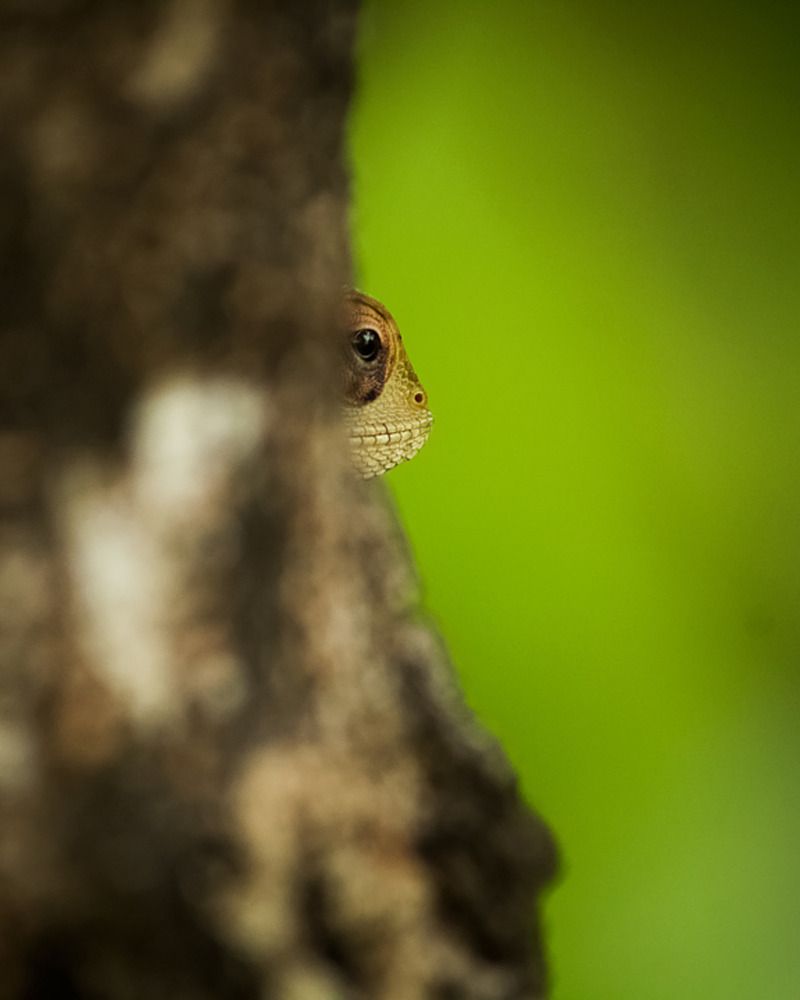 Photograph by Padmanabha Udupa