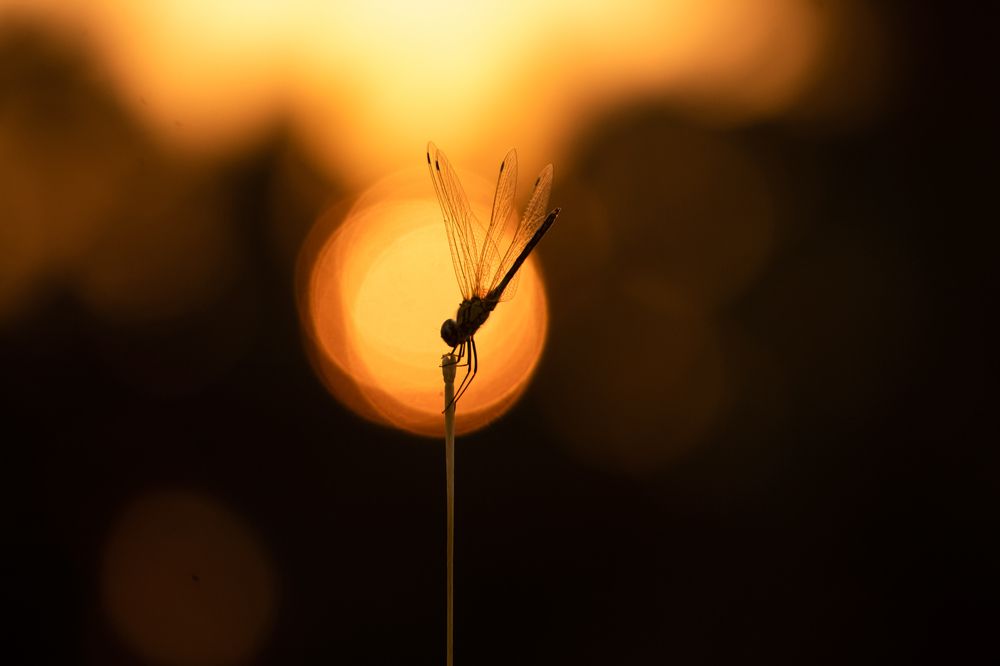 Photograph by Padmanabha Udupa