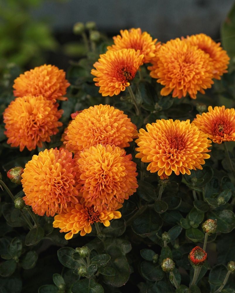 Photograph by Инга Сабанова